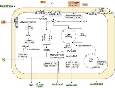 Genome of Methylomonas sp. AM2-LC, representing a methanotrophic bacterial species isolated from water column of a boreal, oxygen-stratified lake